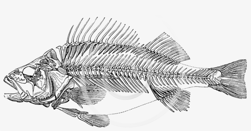 Zazzle Vintage Perch Fish Skeleton - Fishes Template, transparent png