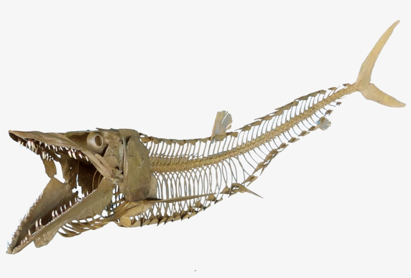 Cimolichthys Nepaholica - Fish Skeleton Transparent Png, transparent png