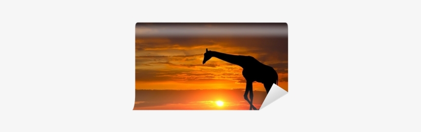 Silhouette Of A Giraffe Against A Beautiful Sunset - Giraffe, transparent png