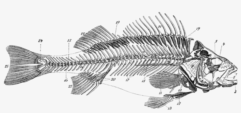 Fishes Skeleton Bone Anatomy Dead Transprent Png - Fisch Skelett Beschriftet, transparent png
