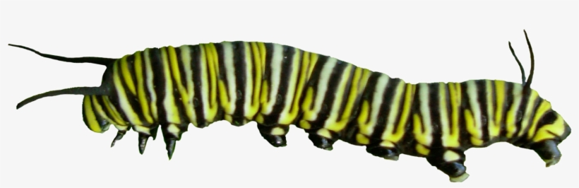 Caterpillar Png Pic - Caterpillar To Butterfly Png, transparent png