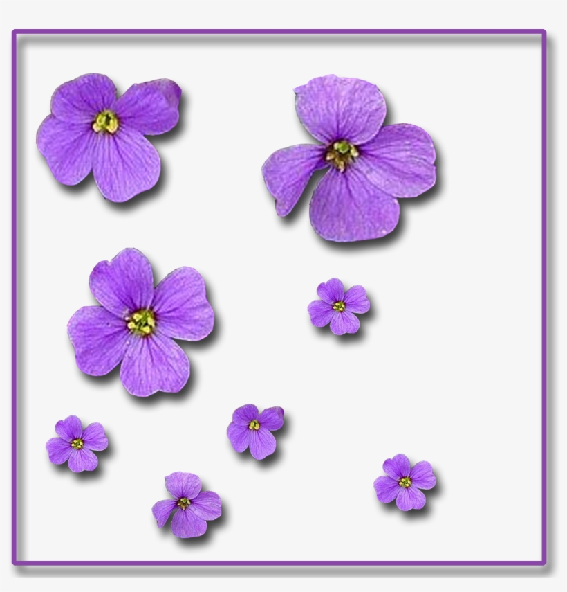 Single-flowers 1,200×1,200 Pixels - Flower, transparent png