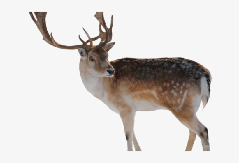 Deer Png Transparent Images - Difference Between A Caribou, transparent png