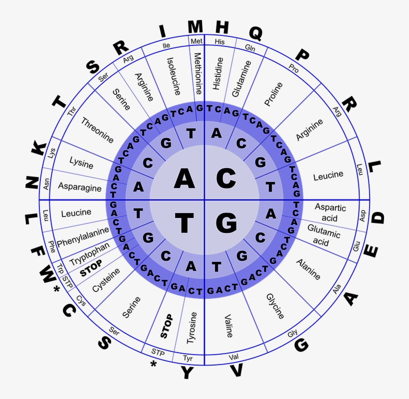 Read These Articles For An Overview Of Genetics And - Amino Acid Translation, transparent png