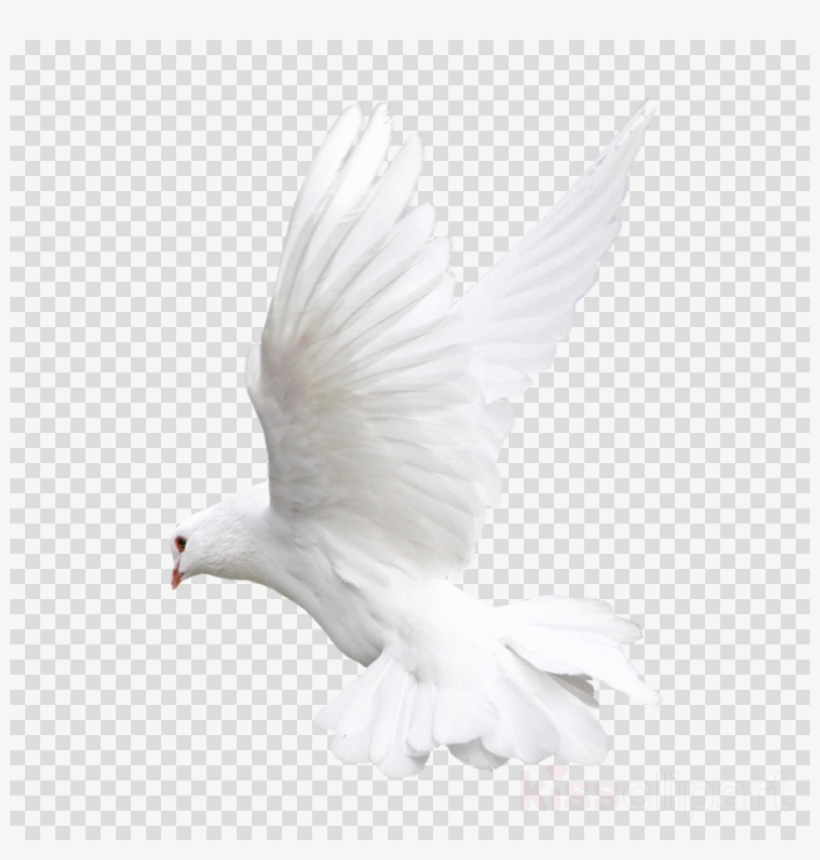 Clipart Resolution 1080*1080 - White Pigeon Png, transparent png