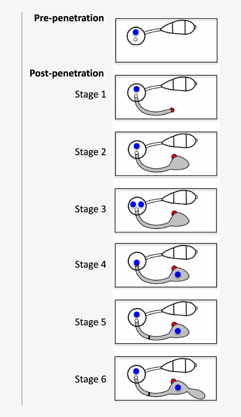 Schematic Diagram Of Early Post Penetration Growth - Diagram, transparent png