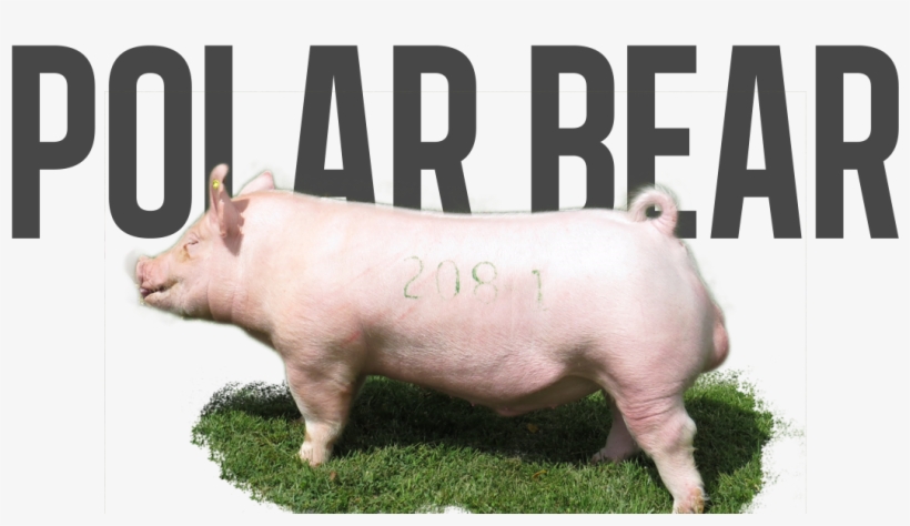 Post Navigation - Polar Bears And Pigs, transparent png