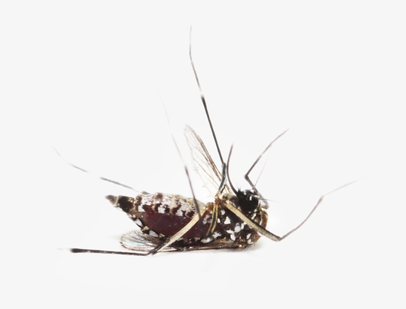 Mosquito Png, Download Png Image With Transparent Background, - Raquette Tue Mouche, Achetez Au Meilleur Prix Chez, transparent png