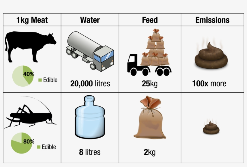 Jj Bug Shack Environment Infographic2 - Insect Vs Cow, transparent png