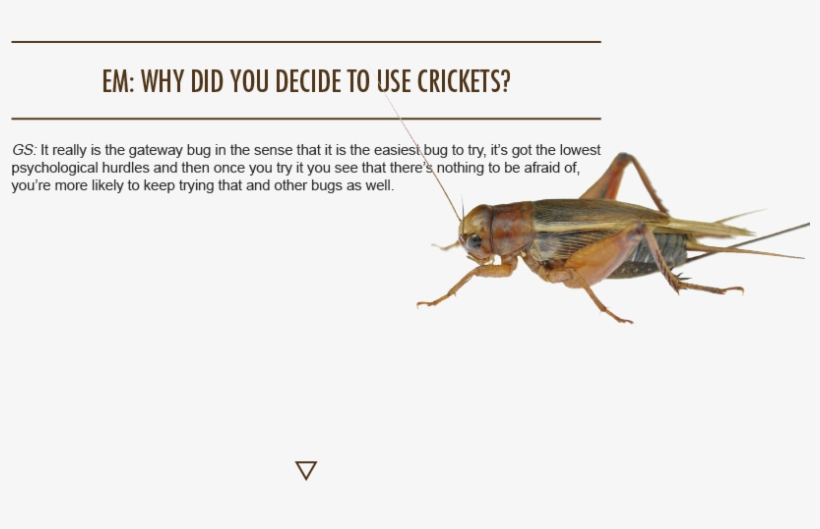 Next Issue - Grasshopper, transparent png