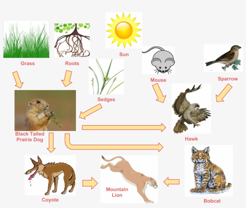 Food Web - - Hawk Pouncing Shower Curtain, transparent png