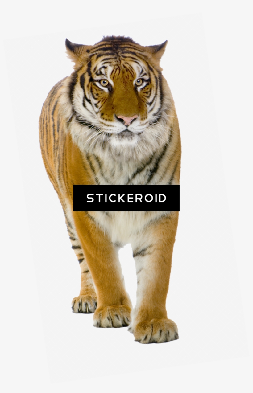 Tiger Tigers - Tiger Front View, transparent png