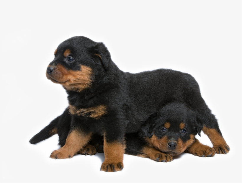Rottweilers Have A Box Like Jaw, A Broad Snout And - Dog, transparent png