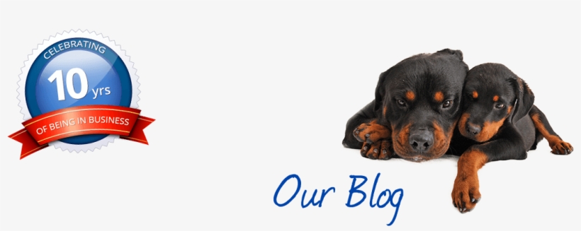 Clip'n'chip Dog Grooming And Microchipping Bournemouth - Rottweiler Hündchen-raum-postkarte Postkarte, transparent png
