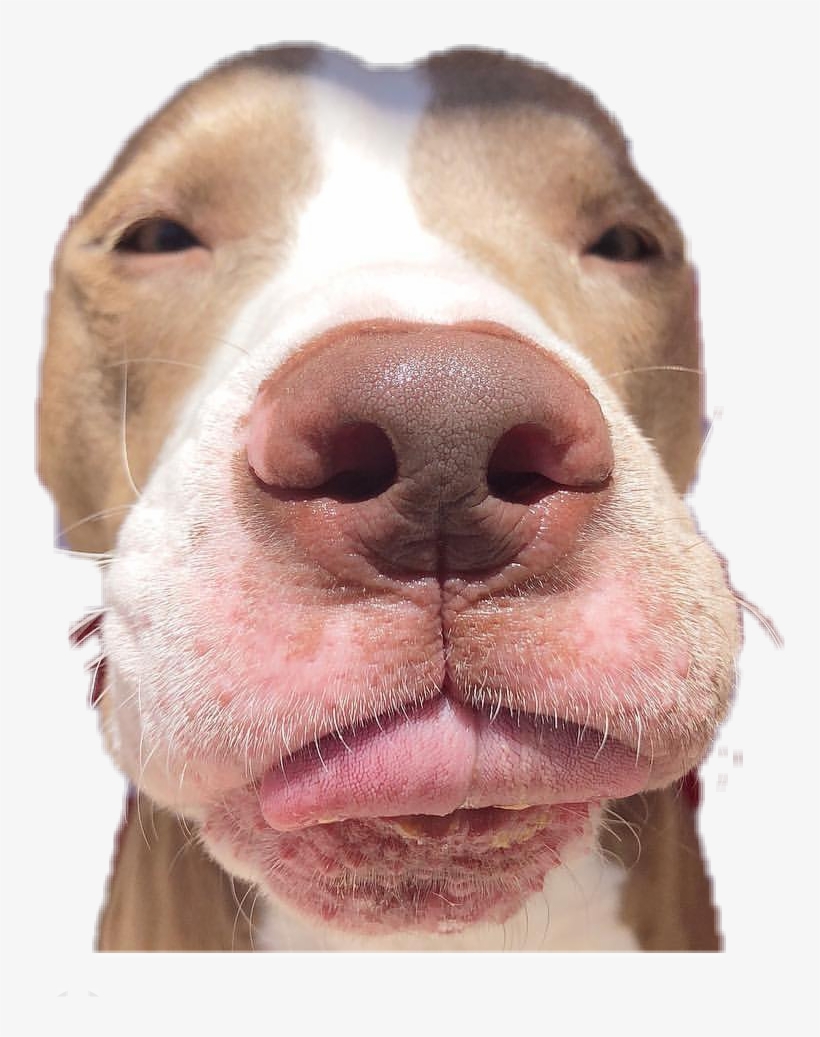 Report Abuse - Dog, transparent png
