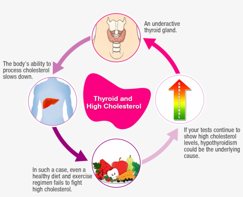 Picture Of A Fat Person - Thyroid And Cholesterol, transparent png