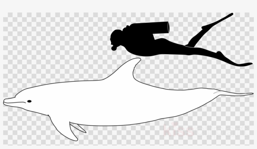 Bottlenose Dolphin Size Clipart Common Bottlenose Dolphin - Transparent Background Speech Bubble, transparent png