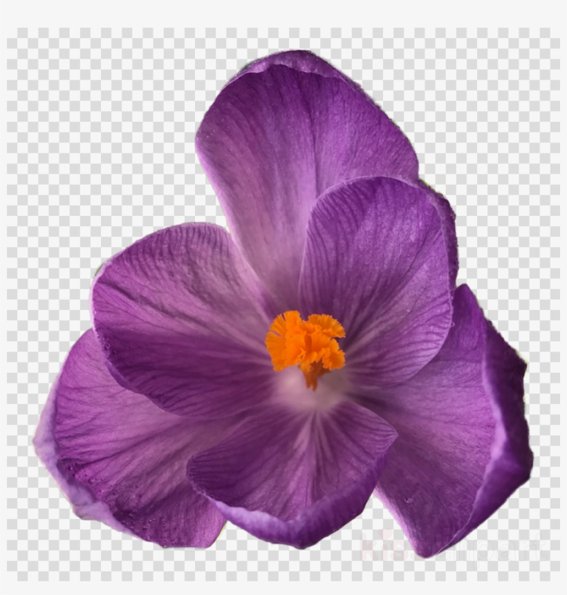 Download Flower Tumblr Transparent Clipart Flower Bouquet - Flower On Clear Background, transparent png