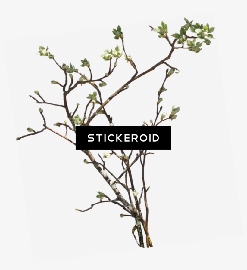 Branch - Ветки Png, transparent png