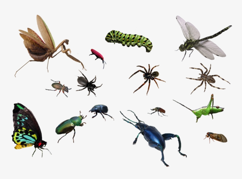 Bug By Mariasemelevich Pluspn - Ultimate Factivity Collection: Bugs - Trade Paperback, transparent png