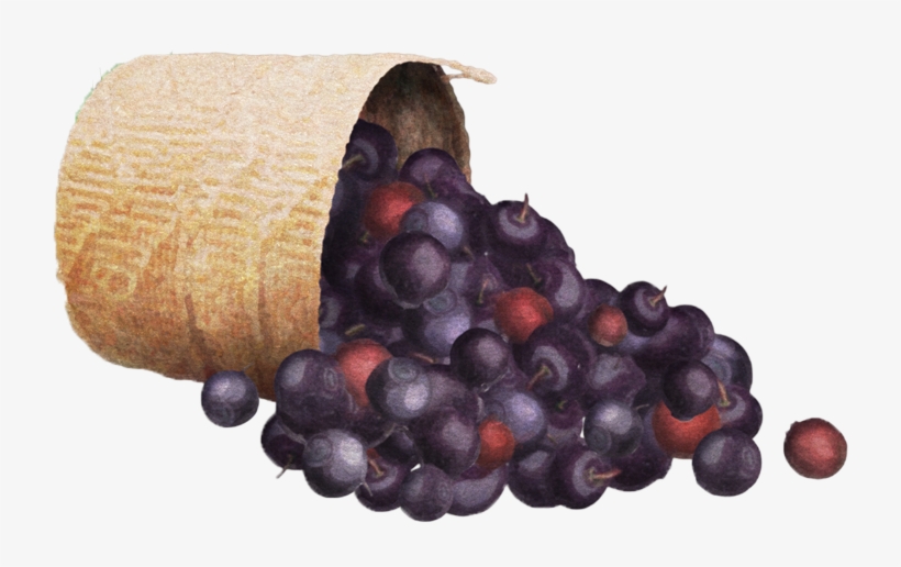 Basket - Ethnobiology, transparent png