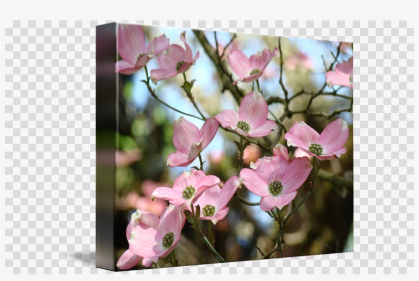 Pink Dogwood Tree Clipart Floral Design Flowering Dogwood - Gallery-wrapped Canvas Art Print 15 X 11 Entitled Office, transparent png