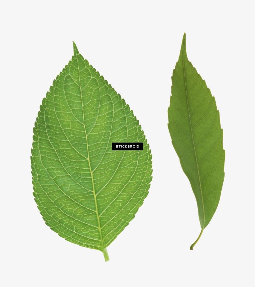 Green Leaf Leaves - Ulmus Alata, transparent png