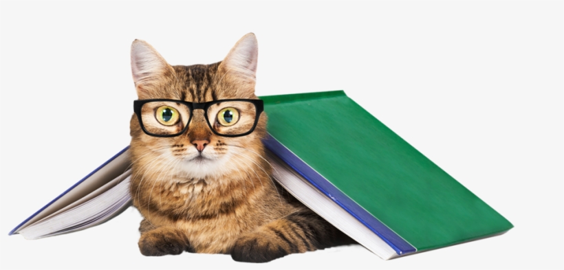 Career Res1 - Cat Training: The Definitive Step By Step Guide To, transparent png