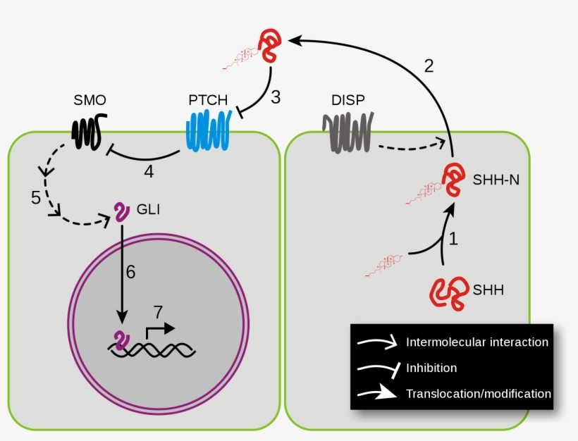 Open - ヘッジ ホッグ シグナル 伝達 経路, transparent png