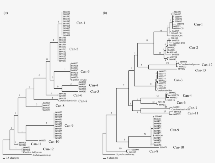 Parsimony Trees For Canthon, As In Figure - Canthon, transparent png