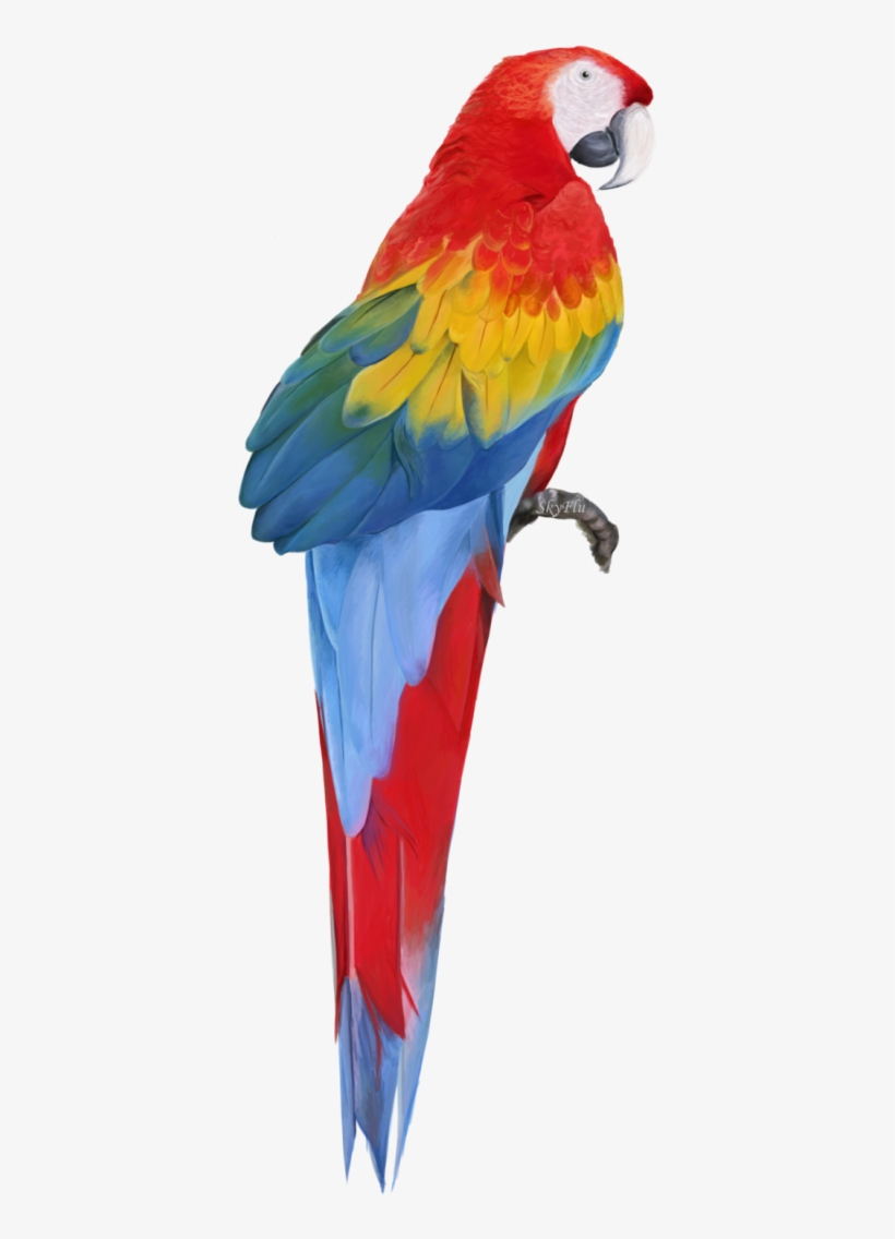 Macaw Free Download Png - Macaw Png, transparent png