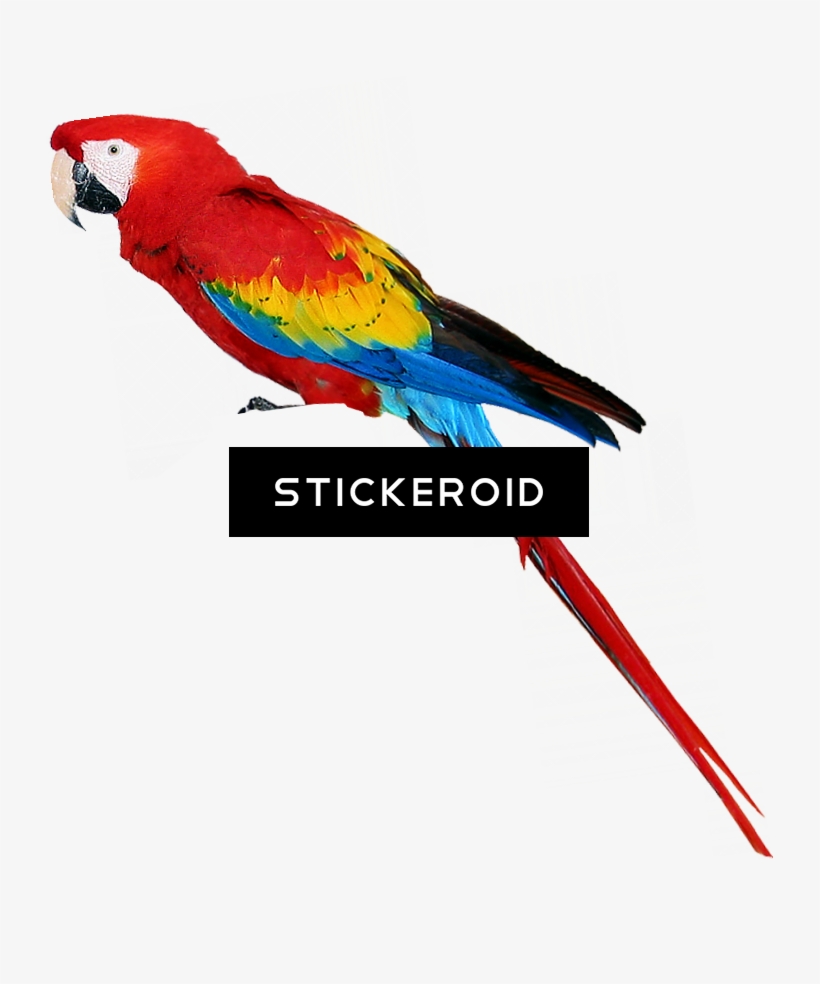 Colorful Parrots Parrot - Clip Art, transparent png