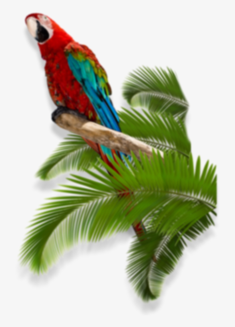 Fbtwpi - Macaw, transparent png