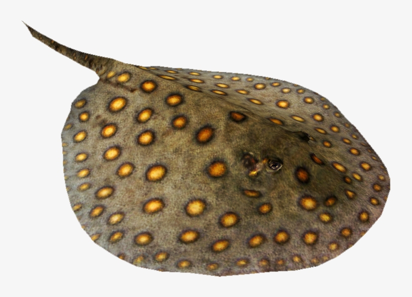 Sting Ray Png, transparent png
