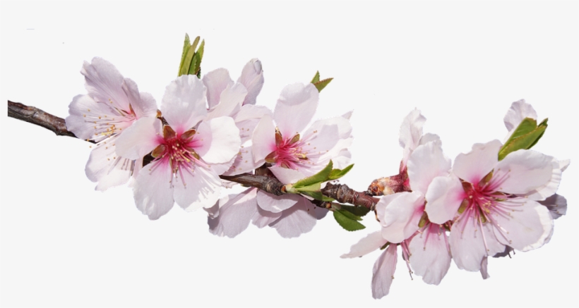 Cherry Blossom, transparent png