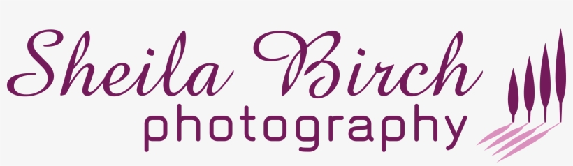 Sheila Birch Photography - Sweet Memories Images Hd, transparent png