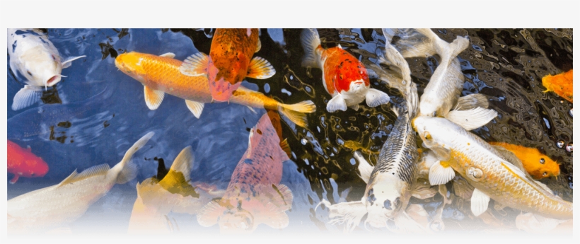 Heritage Hotel Lancaster - Coral Reef Fish, transparent png