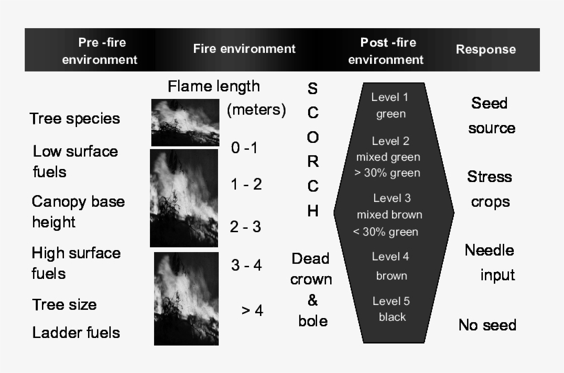 The Tree Burn Severity Classification Links Flame Length Conceptual