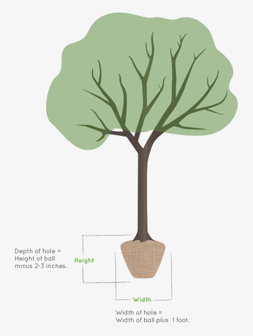 Illustration Of A Tree Planter - Illustration, transparent png