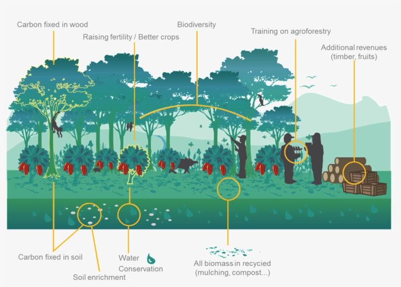 To Agroforestry Inside Farms - Agroforestry Png, transparent png
