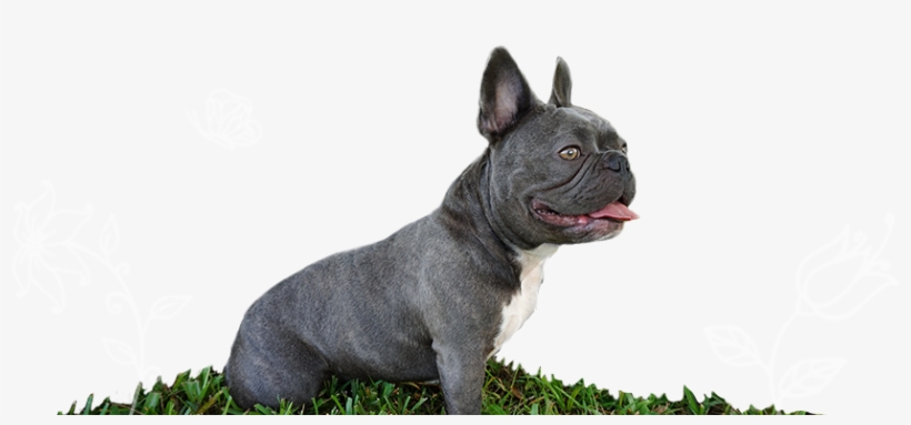 Violet Is A Blue Brindle And White Mini French Bulldog - Blue French Bulldog Png, transparent png