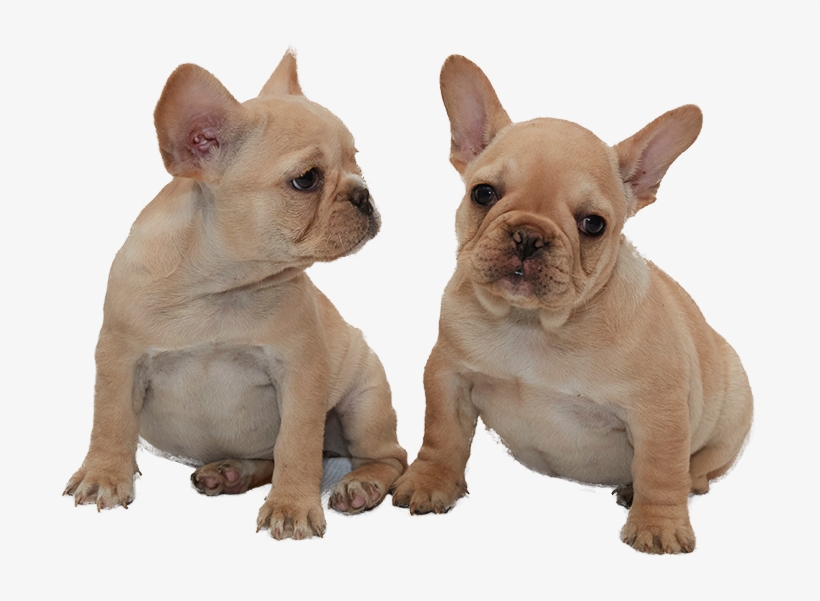 Shop Now - French Bulldog, transparent png