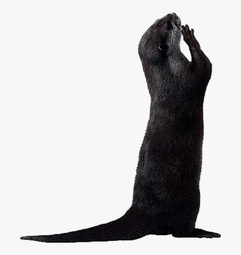 Otter Png Picture - Cat, transparent png