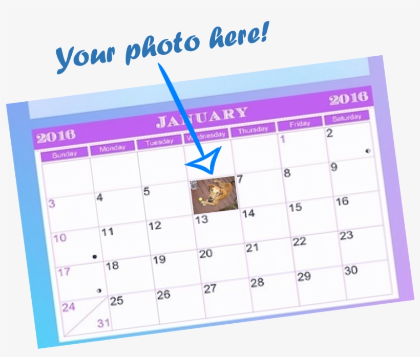 And Find Your Best, High Resolution Pet Picture - Aberdeen Area Humane Society, transparent png