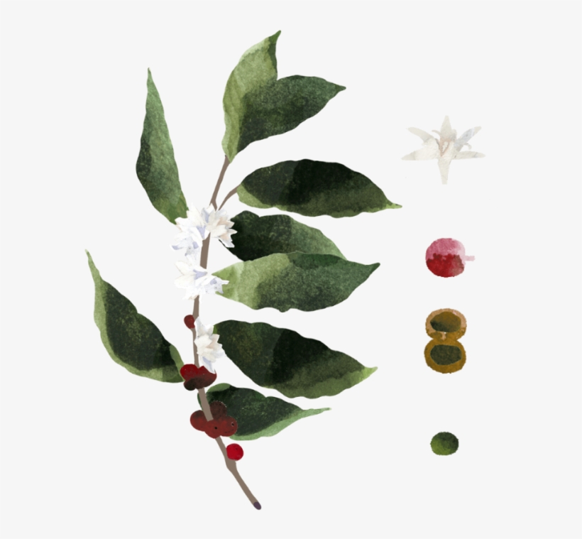 Coffea Requires Lots Of Water During Its Flowering - American Holly, transparent png