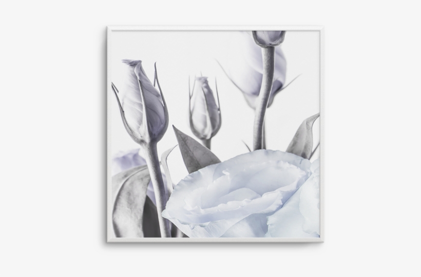 Blue Lisianthus No 2 Sq Blue Lisianthus No 2 Sq - Prairie Gentian, transparent png