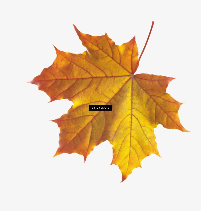Maple Leaf Autumn Leaves Septmber September - Transparent Autumn Leaf, transparent png