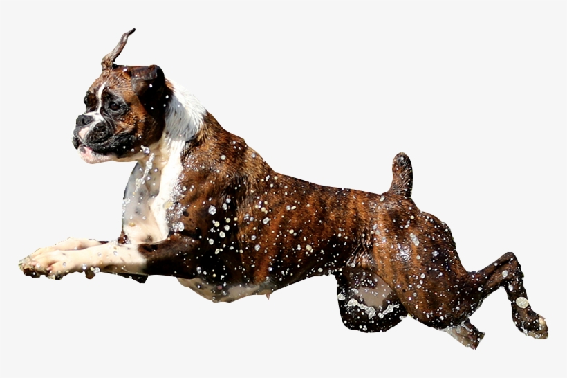 Banner Mince - Boxer, transparent png