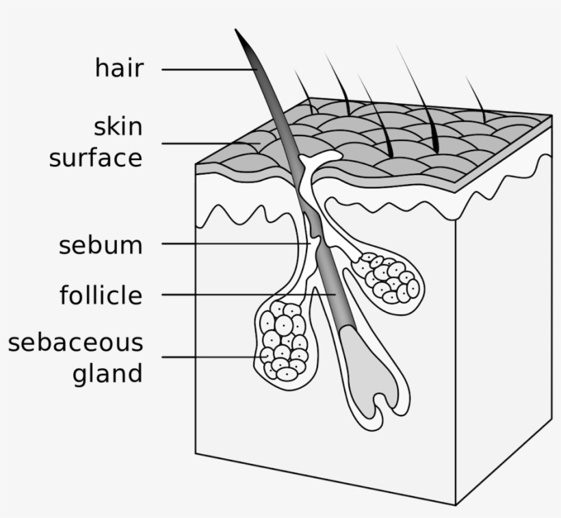 Hair Starts Off Growing In A Follicle, Beneath The - Hair Follicle, transparent png