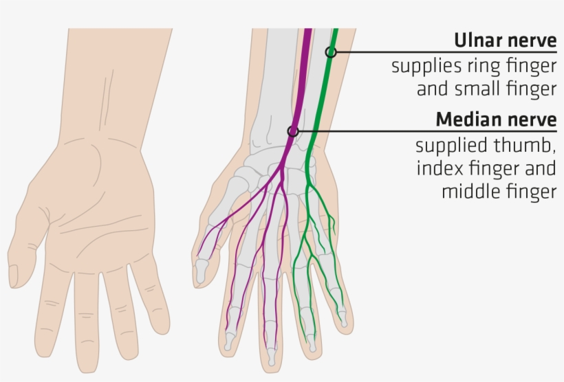 Sqlab Haende Mit Nerven Us - Nerve For Hand Grip, transparent png